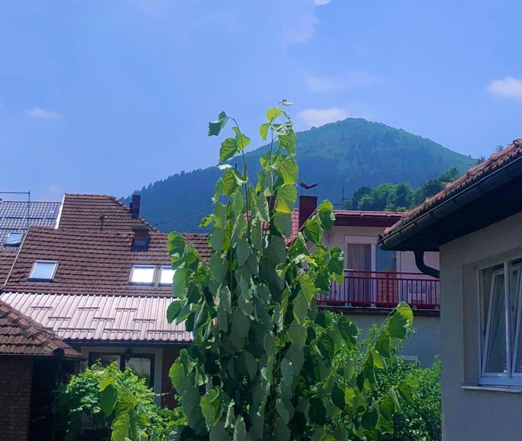 Apartman Balkan วิโซโค ภายนอก รูปภาพ